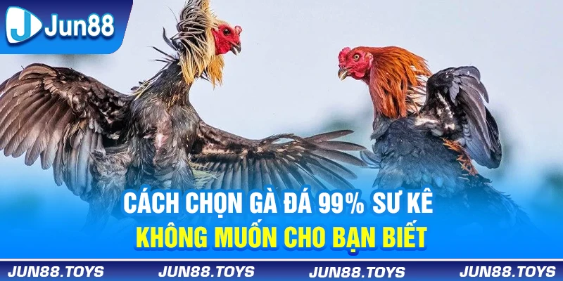 Cách Chọn Gà Đá 99% Sư Kê Không Muốn Cho Bạn Biết 