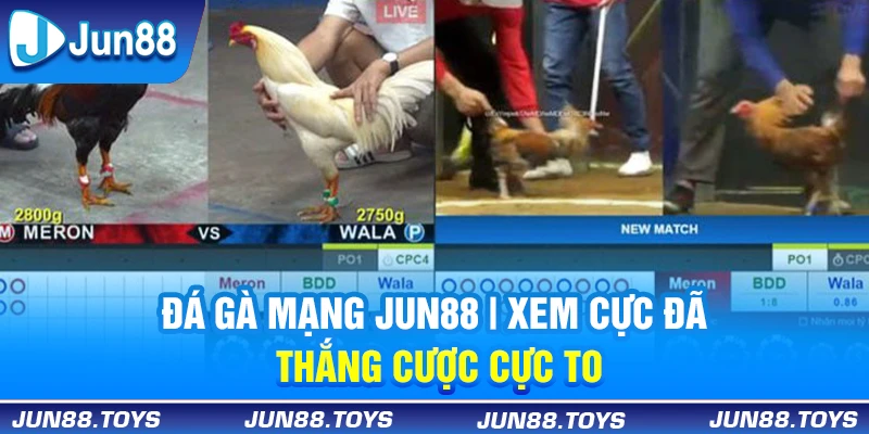 Đá Gà Mạng Jun88 | Xem Cực Đã, Thắng Cược Cực To 