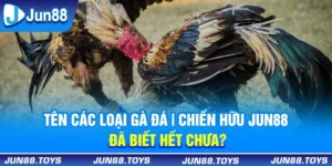 Tên Các Loại Gà Đá | Chiến Hữu Jun88 Đã Biết Hết Chưa? 