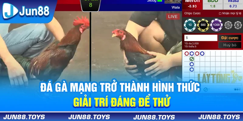 Đá gà mạng trở thành hình thức giải trí đáng để thử