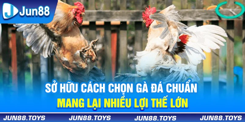 Sở hữu cách chọn gà đá chuẩn mang lại nhiều lợi thế lớn 