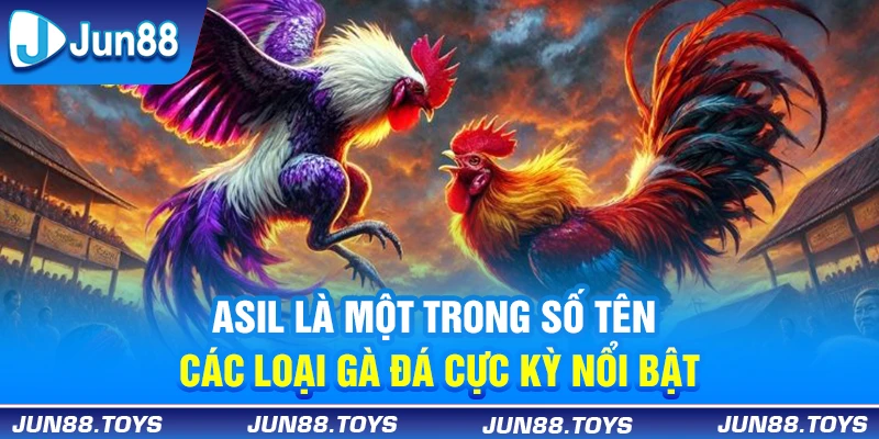 Asil là một trong số tên các loại gà đá cực kỳ nổi bật