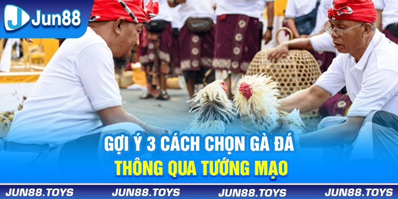 Gợi ý 3 cách chọn gà đá thông qua tướng mạo