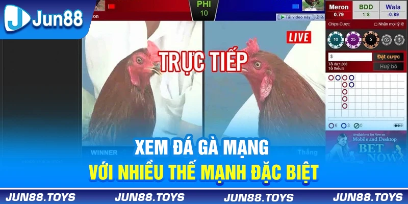 Xem đá gà mạng với nhiều thế mạnh đặc biệt