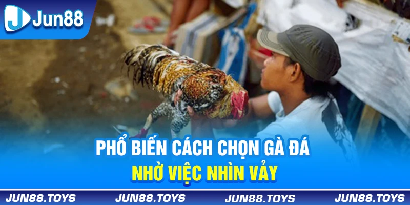 Phổ biến cách chọn gà đá nhờ việc nhìn vảy 