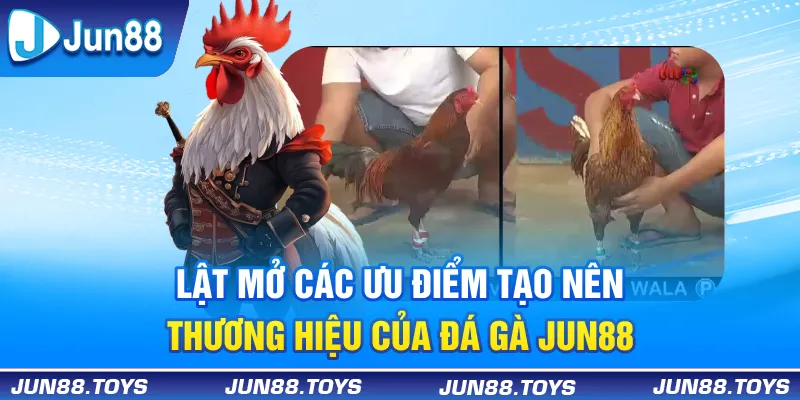 Lật mở các ưu điểm tạo nên thương hiệu của đá gà Jun88