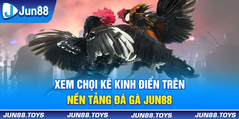 Xem chọi kê kinh điển trên nền tảng đá gà Jun88